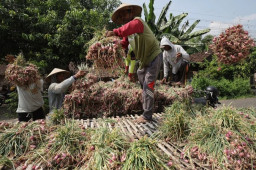 Dinilai Lebih Untung, Petani Bawang Merah di Nganjuk Pilih Jadikan Hasil Panen Sebagai Bibit