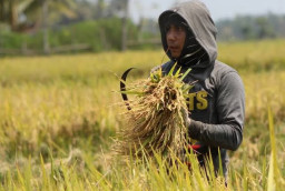 Hadapi Wabah Tikus dan Rob, Petani di Tongas Was-was Hasil Panen Anjlok