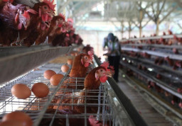 Peternak di Probolinggo Terpaksa Rumahkan Pekerja Imbas Harga Telur Anjlok