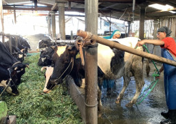 Masuki Musim Kemarau, Peternak Sapi Perah di Kota Batu Pilih Rawat Ekstra Lahan Hijau