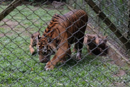 Momen Istimewa, Taman Safari Prigen Kenalkan 4 Anak Harimau Sumatera