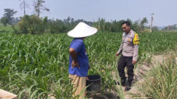 Bhabinkamtibmas Polsek Gandusari Dukung Ketahanan Pangan Nasional