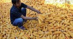 Perum Bulog Masih Rendah Serap Jagung ke Petani