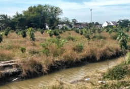 Dukung Program Ketahanan Pangan, Pemdes Suwaluh Tanam Aneka Bibit Buah-buahan