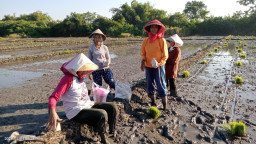 Sukseskan Program Ketahanan Pangan, BUMDes  Wonoplintahan Budi Daya Tanaman Padi