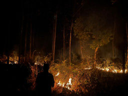 2 Hektar Hutan Perhutani di Sampung Ponorogo Terbakar, Diduga Sengaja Dibakar OTB