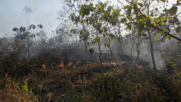 Hutan Perhutani di Bukit Angel Ponorogo Terbakar 2 Hektar, Petugas Tidak Ada