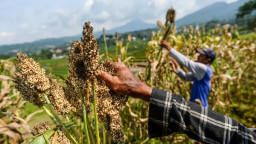 Pakar Menilai Harga Bioetanol dari Sorgum akan Lebih Kompetitif