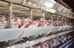 Terancam Gulung Tikar, Biaya Produksi Naik Tapi Harga Ayam Broiler Merosot di Ngawi