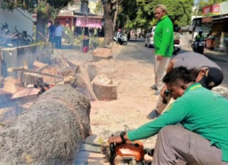 Musim Kemarau, Disperkim Kota Madiun Intensifkan Pangkas Pohon Rawan Tumbang