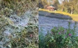 Petani Meringis! Tanaman Sayur Busuk dan Mati Dampak Fenomena Embun Upas di Ijen Bondowoso