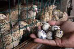 Peternak Telur Puyuh Meringis, Harga Merosot hingga Rp18 Ribu per Kilogram