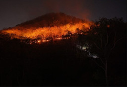 Kebakaran Gunung Gombak di Ponorogo Hanguskan 15 Hektare Karhutla
