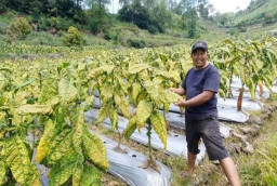 Awal Musim Tanam: Luas Tanam Tembakau Magetan Berkurang, Petani Pilih Beralih ke Jagung dan Kentang