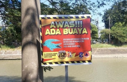 Viral Pasca Kemunculan Buaya, BPBD Imbau Warga Tak Mancing di Kali Jagir