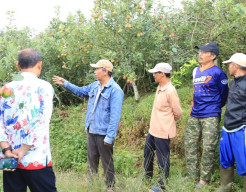Lewat Revitalisasi Lahan, Pemkot Batu Jaga Eksistensi Apel Jadi Komoditas Ikonik 