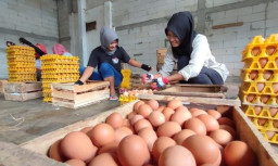 Peternak di Kota Batu Hadapi Krisis Bahan Baku Ekstrem hingga Harga Telur Anjlok