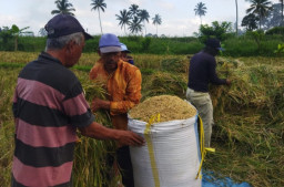 Pemkab Catat Periode Januari-Juni, Produksi Beras di Banyuwangi Surplus 174.000 Ton