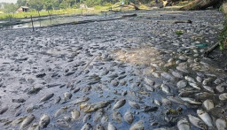 Diduga Dipicu Cuaca Ekstrem, Ribuan Ikan di Ranu Klakah Lumajang Mati Massal
