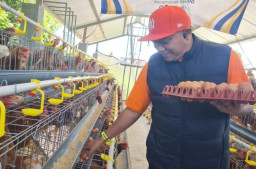 Jadi Angin Segar, Situbondo Fasilitasi Peternak Ayam Petelur Pasok ke SPPG