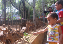 Menariknya Taman Kapur Tuban, Suguhkan Wisata Gratis Ditemani Rusa Super Gemas