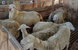Melalui BUMDes, Pemdes Simpang Kembangkan Usaha Ternak Kambing