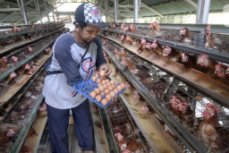 Peternak di Magetan Siap ke DPR, Buntut Harga Telur Tak Kunjung Membaik