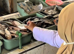Genjot Pemenuhan Gizi, DKPP Kota Madiun Pantau Ketersediaan Ikan di Pasar