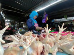 Permintaan Naik, Harga Ayam Potong di Kediri Tembus Rp 42 Ribu per Kilogram