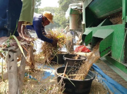 Jadi Alarm bagi Ketahanan Pangan, Harga Gabah di Magetan Nyaris Rp9 Ribu per Kg