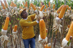 Musim Panen di Jember: Harga Jagung di Level Tertinggi, Petani Untung