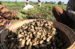Harga Kacang Tanah di Pasar Legi Ponorogo Naik hingga Rp45 Ribu per Kg