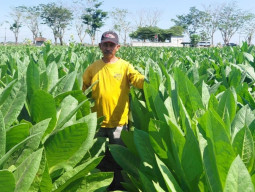 Berkah Musim Kemarau, Harga Tembakau di Ngawi Melonjak Rp 60 Ribu per Kilogram