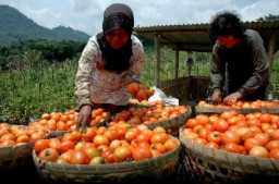 Harga Tomat di Magetan Anjlok Rp 1.500 Per Kilogram, Padahal Hasil Panen Melimpah