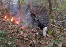 Kebakaran Lahap Satu Hektare Vegetasi Pohon Sono di Gunung Jabung di Trenggalek