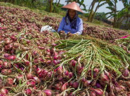 Dipicu Turunnya Harga Hortikultura, Kota Madiun Alami Deflasi 0,12 Persen