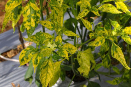 Terserang Virus Gemini, Panen Cabai di Madiun Anjlok hingga 80 Persen