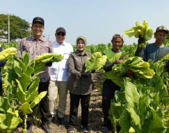 Masuki Panen, Pemkab Bojonegoro Dorong Kenaikan Harga Jual Tembakau Rajangan Kering