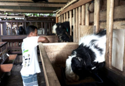 Bulan Bakti ke-190, Pemkab Malang Perkuat Potensi Peternakan Daerah