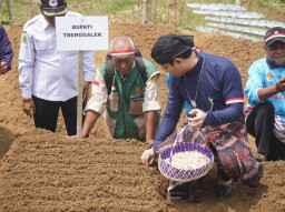 Dukung Swasembada Pangan, Pemkab Trenggalek Kembangkan Budidaya Bawang Putih