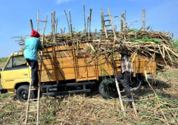 Tertekan Musim Giling 2026, Petani Tebu di Magetan Keluhkan Lonjakan Biaya Produksi