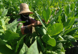 Berkah Terik Matahari, Petani Tembakau di Lumajang Untung Rp 30 Juta per Ha