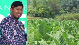 Bupati Sumenep Perhatikan Nasib Petani Tembakau, BPP 2026 Diminta Jadi Acuan Harga