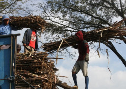 Produksi Panen Tebu Malang Diprediksi Turun 35 Persen, Dipicu Musim Kemarau