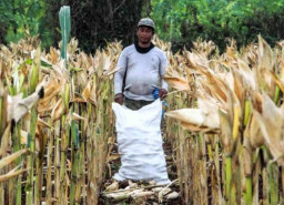 Hama Tikus Liar, Puluhan Hektare Jagung di Tuban Diambang Gagal Panen