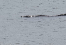 Warga Tulungagung Diminta Waspada, Seekor Buaya Muncul di Perairan Pantai Popoh