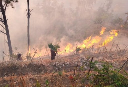 Fenomena Karhutla Hanguskan 10 Hektare Hutan Perhutani di Bungkal Ponorogo