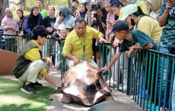 KBS Kedatangan 3 Betina dan 1 Jantan Kura-kura Aldabra, Ada yang Berbobot 109 Kg