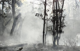 Berhasil Dipadamkan, Luas Lahan Kebakaran di Gunung Buthak Capai 15 Hektare