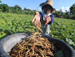 Terus Merugi, Petani di Bojonegoro Was-was Harga Kacang Hijau Anjlok